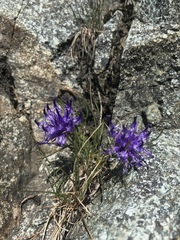 Phyteuma hedraianthifolium