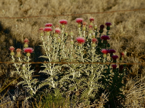 Image of Cirsium townsendii by (c) psweet, some rights reserved (CC BY-SA)
