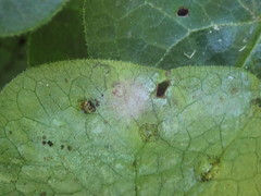 Puccinia asarina