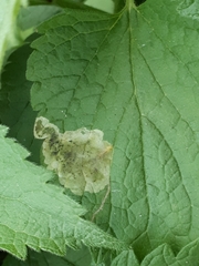 Amauromyza labiatarum