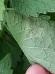 Amauromyza labiatarum