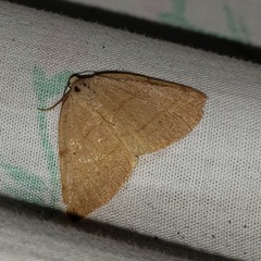 Drepanulatrix bifilata