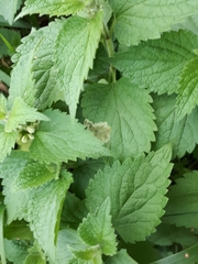 Amauromyza labiatarum