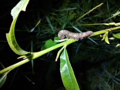 Catocala nupta