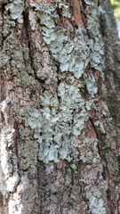 Punctelia missouriensis