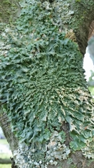 Punctelia caseana