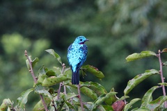 Cotinga cayana