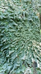 Punctelia caseana