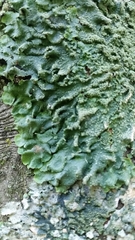 Punctelia caseana