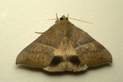 Ophisma