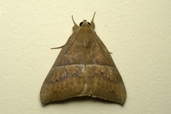 Ophisma