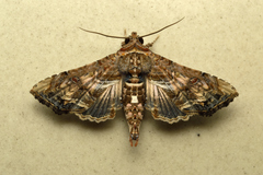 Lophoptera