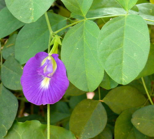 Blue Pea