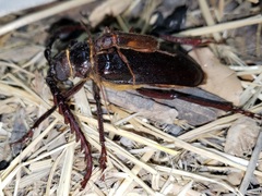 Haplidus testaceus