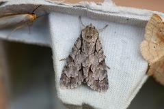 Acronicta psi