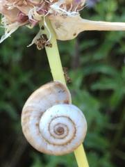 Xeropicta