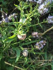 Xeropicta