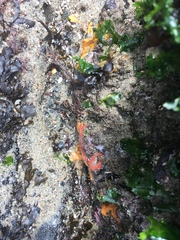Tubulanus