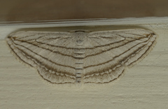 Scopula opicata