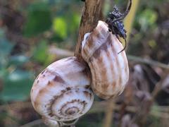 Xeropicta