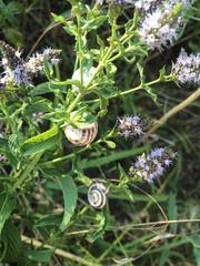 Xeropicta