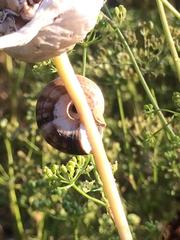 Xeropicta