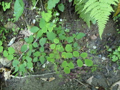 Thalictrum clavatum