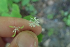 Thalictrum clavatum