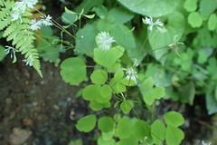 Thalictrum clavatum