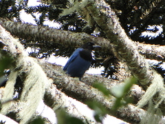Cyanocorax caeruleus