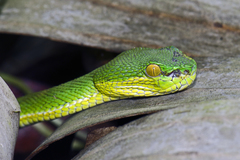 Trimeresurus erythrurus