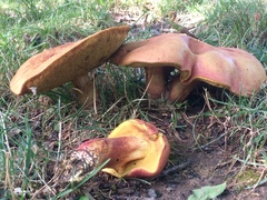 Baorangia