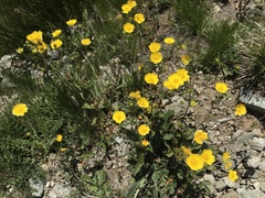 Potentilla grandiflora