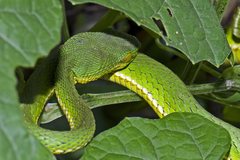 Trimeresurus erythrurus