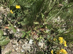 Potentilla grandiflora