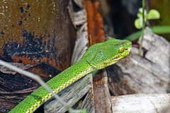 Trimeresurus erythrurus