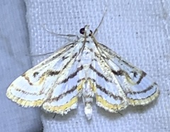Parapoynx badiusalis