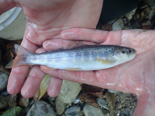Black Sea trout (Salmo labrax) — Salmonidae