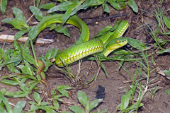 Trimeresurus erythrurus