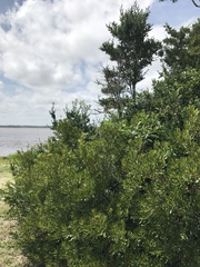 Phytolacca americana rigida