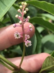 Phytolacca americana rigida