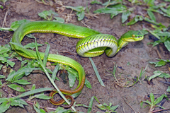 Trimeresurus erythrurus