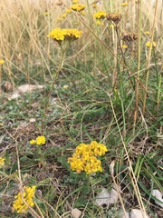 Achillea tomentosa