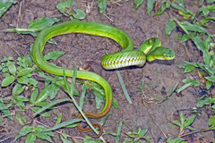 Trimeresurus erythrurus