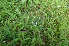 Stellaria graminea