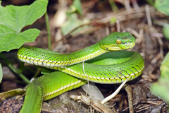 Trimeresurus erythrurus