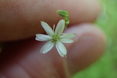 Stellaria graminea