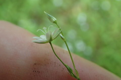 Stellaria graminea