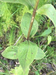 Eupatorium × truncatum