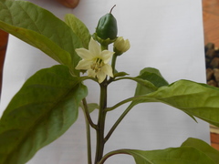 Capsicum annuum annuum